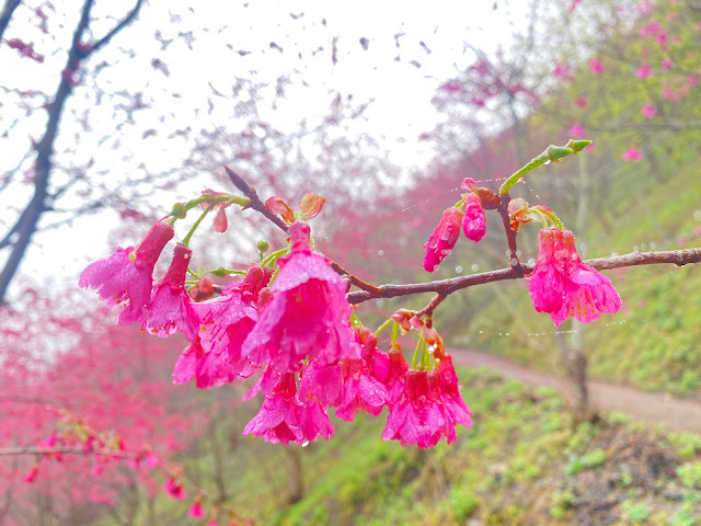 望高茶園