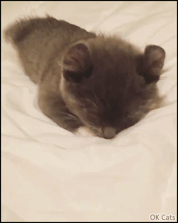 Cute Kitten GIF • lazy American curl kitten stretching, he does not want to wake up [ok-cats.com]