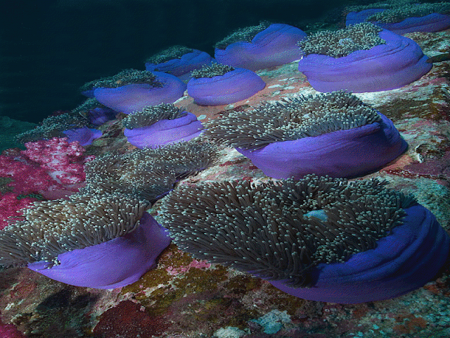 Resultado de imagem para imagens lindas do fundo do mar