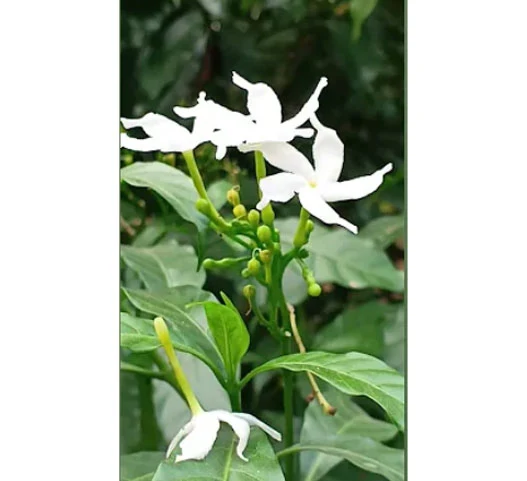 বিদেশি ফুলের ছবি