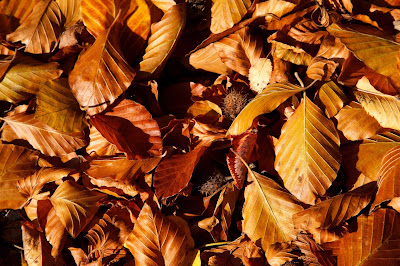 brown-beech-leaves-pics-collection