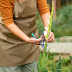 Mastering The Art Of Cutting Back Gladiolus After Flowering