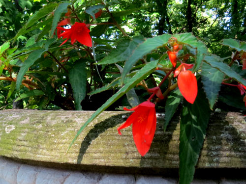 firewings begonia