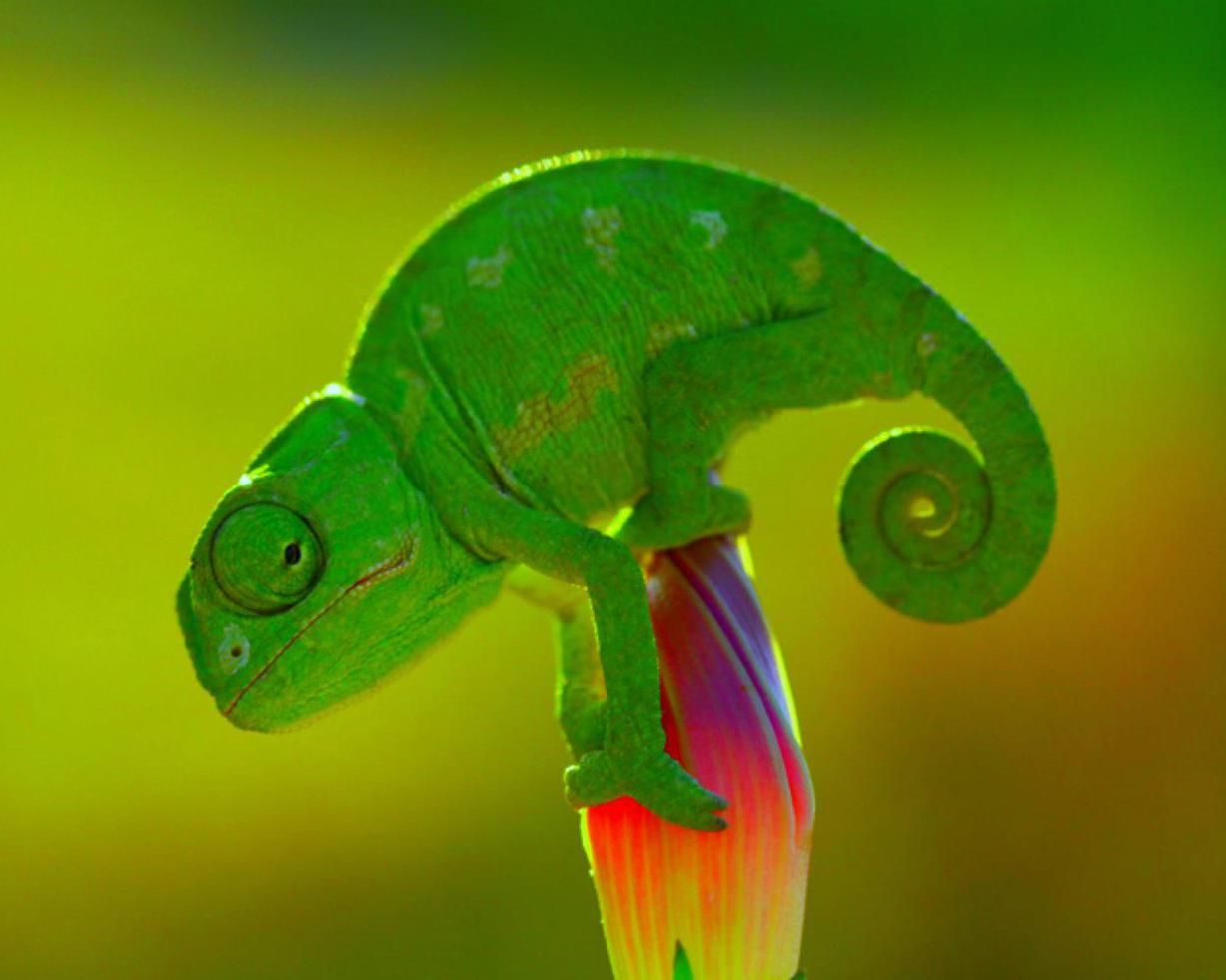 KUMPULAN GAMBAR BUNGLON LUCU WARNA WARNI Gambar DP Hewan Chameleon