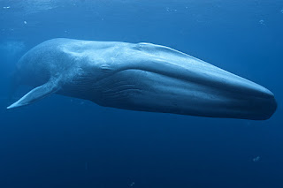 Blue whale