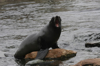 Seal Wallpapers