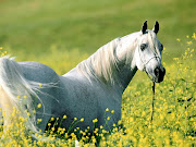 CABALLOS HERMOSOS ~ MEENCANTAELCABALLO