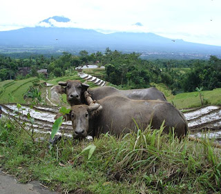 rice paddy,muddy buffalo,farmer,fertile soil,indonesia, asia travel, budget travel,travel guide
