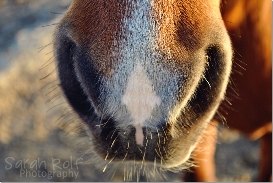 horse-nostril