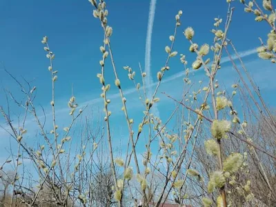 salix alba.L / ⴰⵔⵖⵉⵙ | ⴰⵙⵍⴻⵏ | ⵜⴰⴼⵙⴻⵏⵜ | ⵜⴰⴼⴻⵙⵙⴰⵏⵜ | ⵜⴰⵎⵍⵉⵍⵜ / arɣis  |  aslen |  tafsent |  tafessant |  tamlilt / Saule blanc, Saule commun, Saule argenté, Osier blanc, ou Saule Vivier /  عودا لريح; الصفصاف /  Salicacées (Salicaceae)
