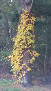 Franklin fall foliage photos 2