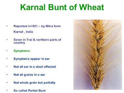 Karnal bunt of wheat, bunt of wheat