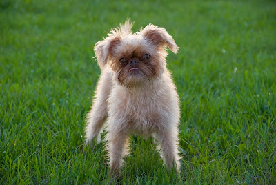 Brussels Griffon Dog Picture