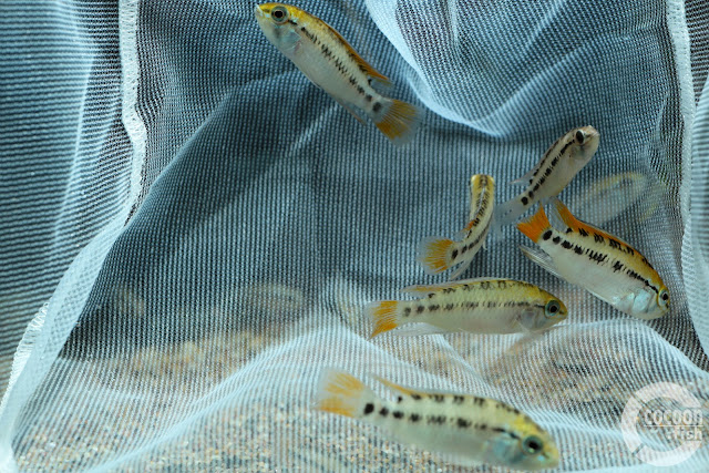 Apistogramma sp. schwarzkehl