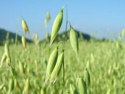 green oats aphrodisiac