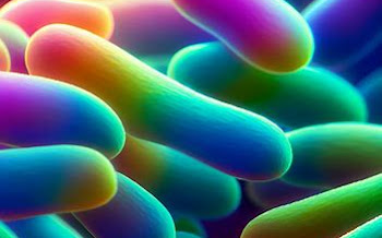 Chromoplasts: The Vibrant Pigment Factories of Plant Cells