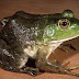 Cara Budidaya Katak