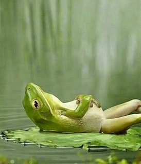funny animal photos frog resting on water lily arms crossed