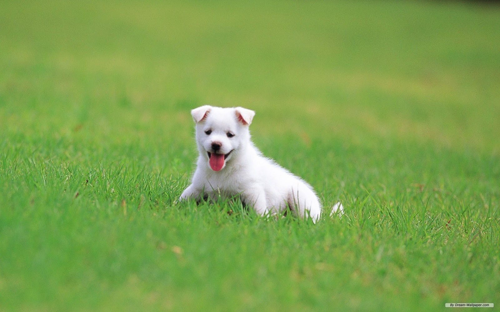 Free Top HD Wallpaper: Cute Baby Dog Wallpaper HD