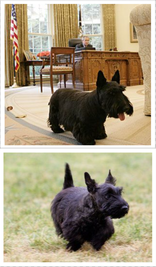 Barney and Miss Beazley, George W. Bush's Scottish Terriers