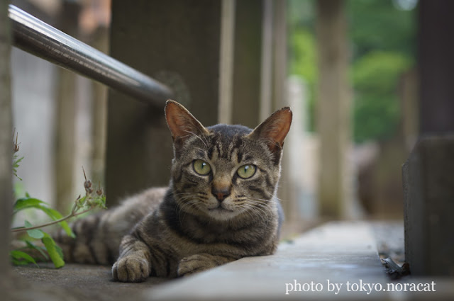 猫写真