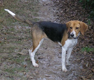 Berner Laufhund