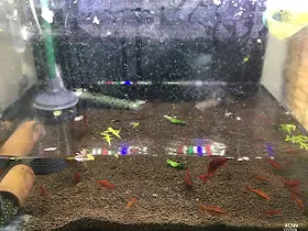 水位の低くなった水槽