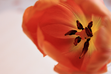 blomst1