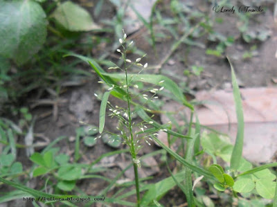 Dwarf reedgrass - Arundinella pumila 