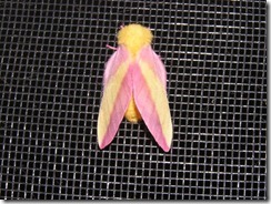 P1010042