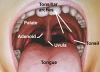 Adenoids Enlargement May Be the Reason Why Your Child Breathes With the Mouth