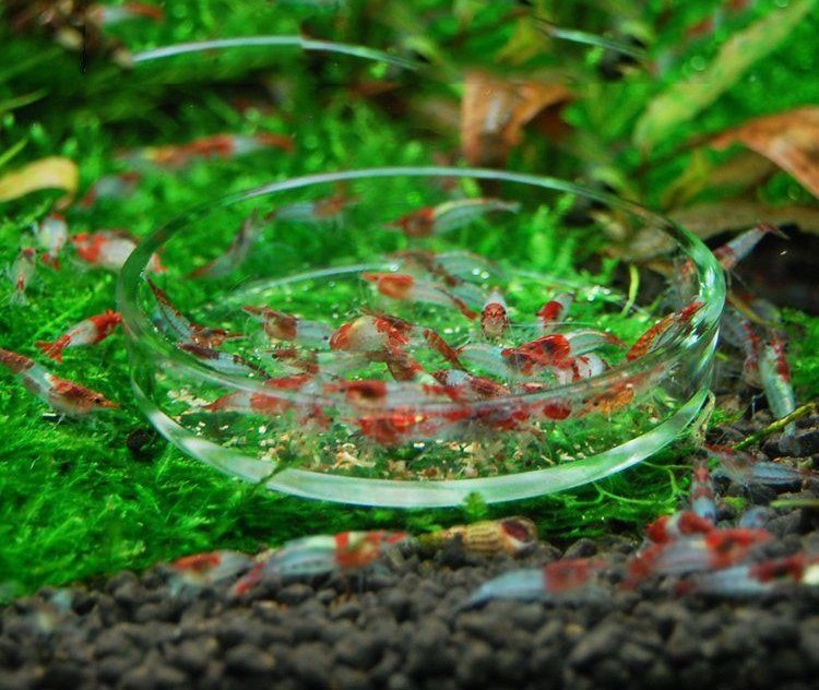 Kumpulan Cara  Membuat  Hiasan  Aquarium  Dari Plastik  Murah 