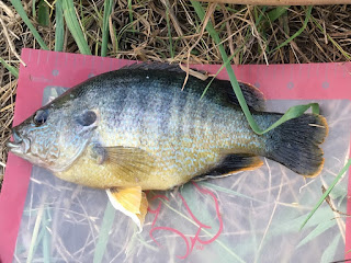 Green Sunfish, Green Sunfish ID, Green Sunfish Identification, Sunfish ID, Sunfish Identification, Green Sunfish on the Fly, Fly Fishing for Green Sunfish, Sunfish on the Fly, Sunfish of Texas, Texas Sunfish Identification, Texas Fly Fishing, Fly Fishing Texas, Texas Freshwater Fly Fishing, Pat Kellner