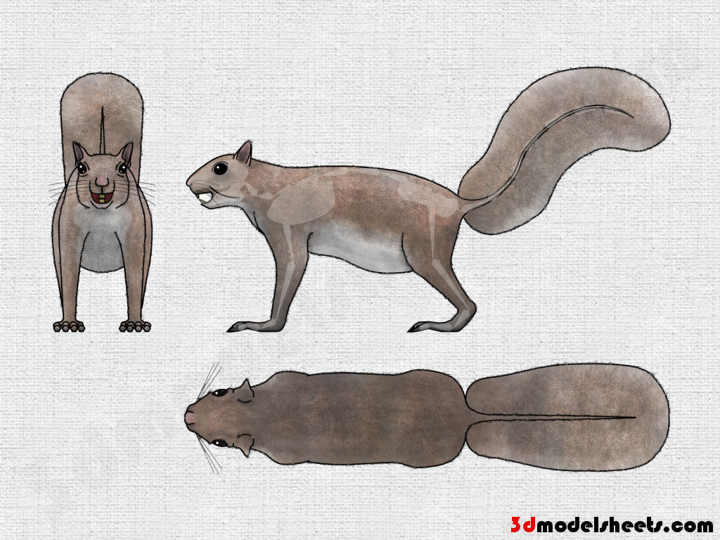 HIGH RESOLUTION TEXTURES Free Animal Blueprints Model  Sheets