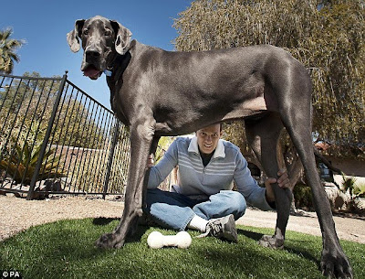 World's Tallest Dog