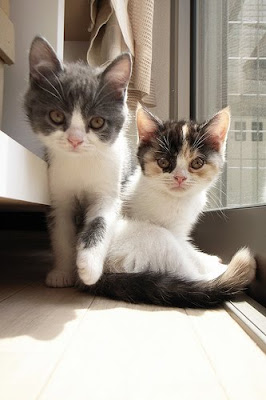 Scottish Fold Brother and Sister Cats Seen On www.coolpicturegallery.us