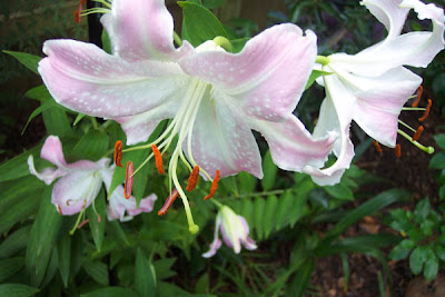 Annieinaustin, oriental lily