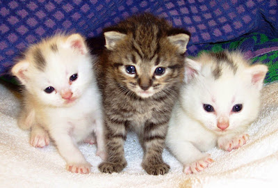Pictures Of Cats