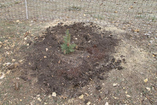 Blue spruce planted in hole from old stump