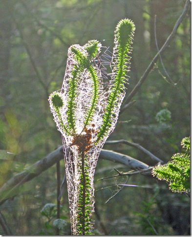 spiderweb-encased-plant-fom