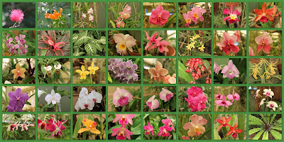 Collage of orchids