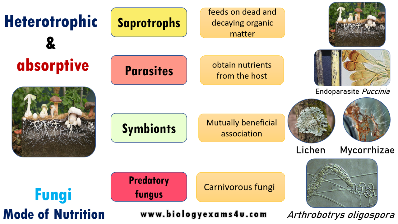 Mode of Nutrition in Fungi