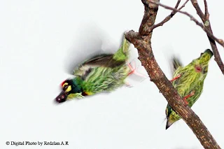 Coppersmith Barbet courtship - mating Copulation