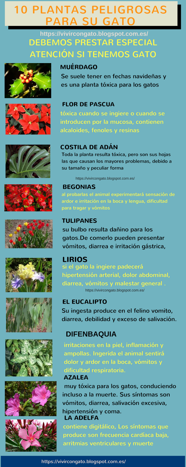 plantas peligrosas para su gato