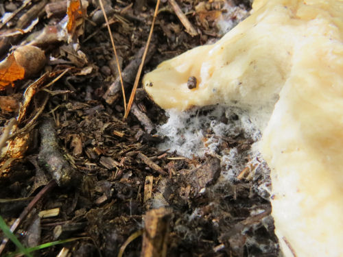 mushroom covered in slime