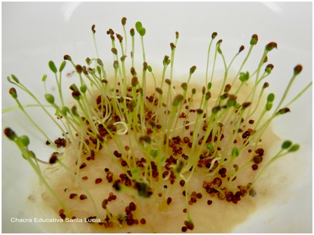 Germinador - Chacra Educativa Santa Lucía