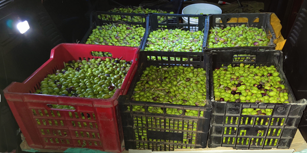 Crates filled with olives