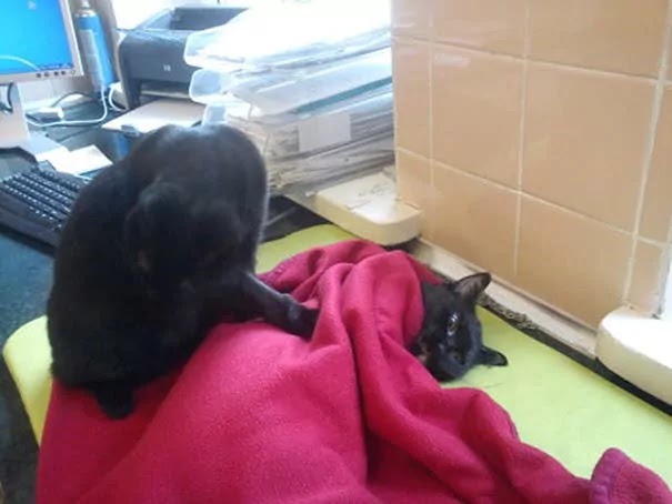 This Compassionate And Loving Black Cat Is Looking After The Patients At Animal Shelter In Poland