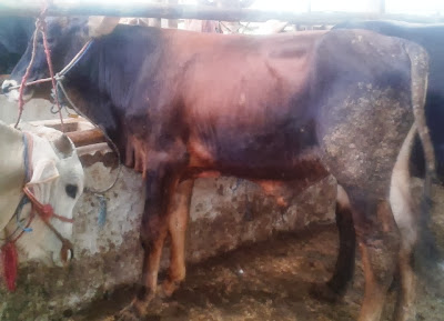 harga sapi qurban 2013 jogrog32r