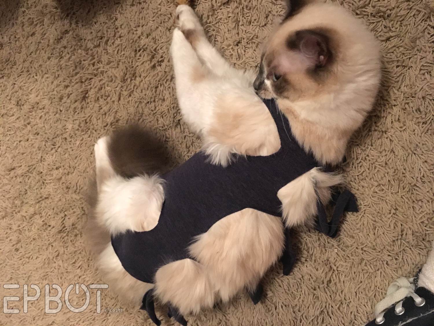 16 Cats wearing clothes ideas  cats, crazy cats, cats and kittens